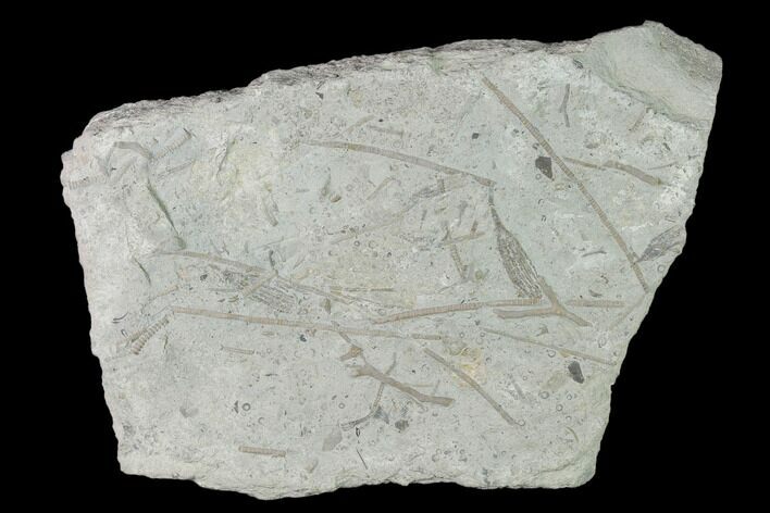 Plate of Crinoid Fossils - Covington, Kentucky #138629